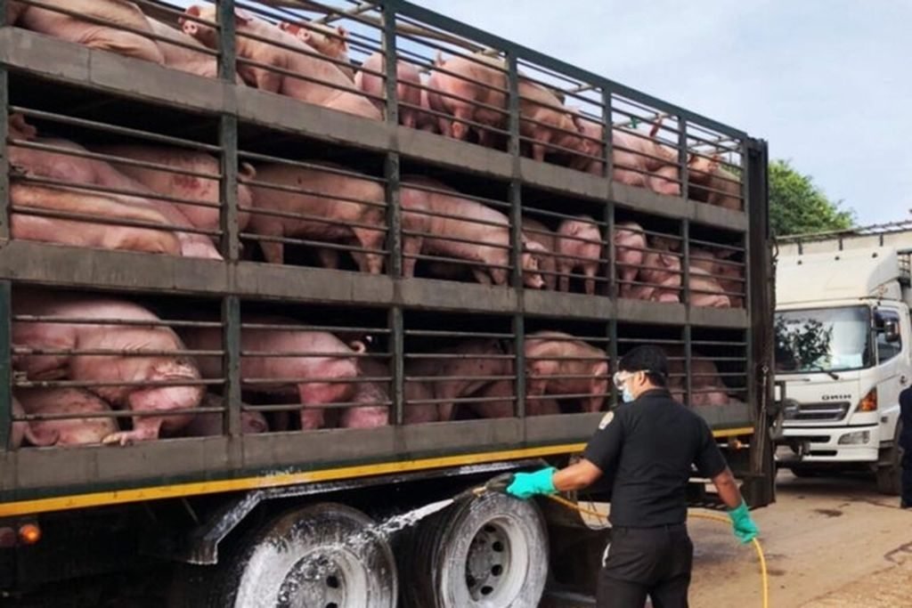 24 Provinzen werden auf die asiatische Schweinepest überwacht