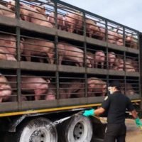 24 Provinzen werden auf die asiatische Schweinepest überwacht