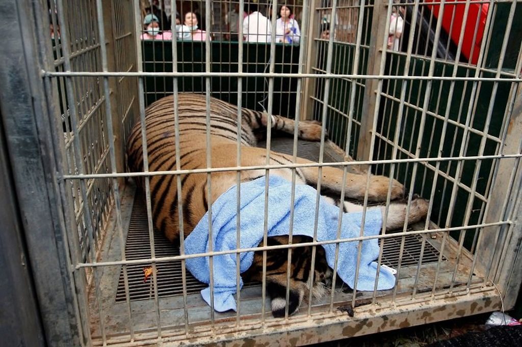 Der thailändische Tiger Tempel macht die Regierung für den Tod der geretteten Tiger verantwortlich