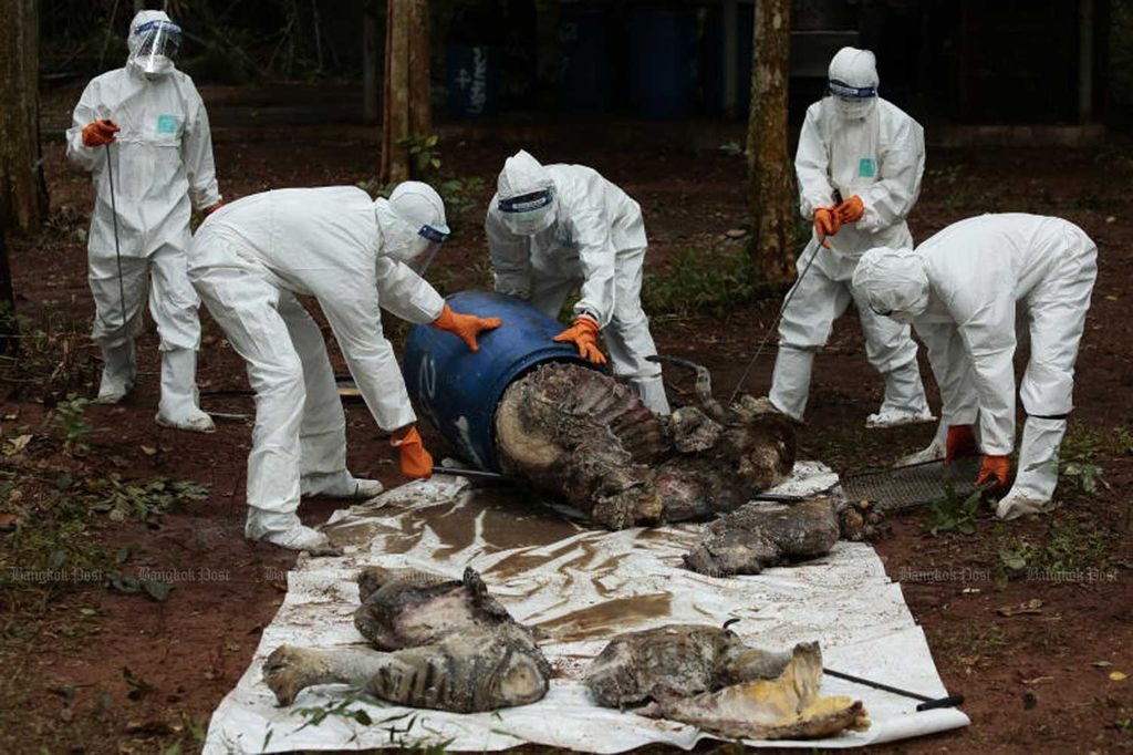 Behörden stellen Tiger Kadaver als Beweis aus