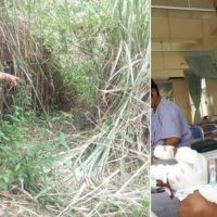Wilder Bär greift einen Dorfbewohner in Buriram an