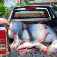 Fischer fängt 16 Riesenwelse im Wert von einer halben Millionen Baht