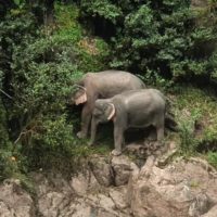 Elefanten Tragödie am Haew Narok Wasserfall im Khai Yai National Park