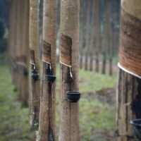 Das Überleben der Kautschukindustrie hängt nach Ansicht der Wissenschaftler von der Zertifizierung ab