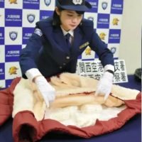 Immer mehr Passagiere schmuggeln Kokain nach Japan