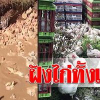 Songkhla Tierquarantäne begräbt fast 4.000 lebendige Hühner