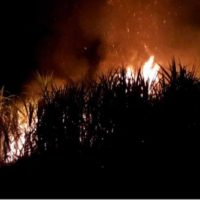 Zuckerrohrbauern ignorieren das Brandverbot der Regierung