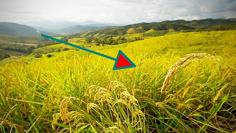 Südkorea drosselt die Reisimporte aus Thailand