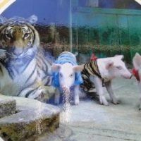 Sriracha Tiger Zoo legt während einer Show ein Ferkel in den Tigerkäfig