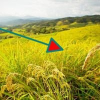 Südkorea drosselt die Reisimporte aus Thailand