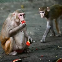 Affen entwickeln nach der Infektion mit Covid-19 eine Virusimmunität
