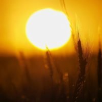 Es ist unwahrscheinlich, dass der Sommer das Wachstum der Coronavirus-Pandemie bremst