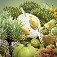 Die Bauernhöfe im Norden und Süden werden voraussichtlich in diesem Jahr voller Früchte sein