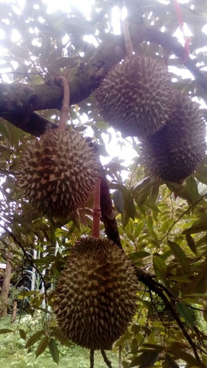 Thailändische Durian lösen die Evakuierung des Postamtes in einer deutschen Stadt aus