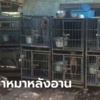 50 thailändische Hunde aus der „Zucht Station“ eines Amerikaners gerettet