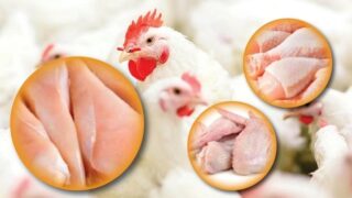 Die thailändische Hühnerindustrie reduziert die Produktion, da die weltweite Nachfrage sinkt