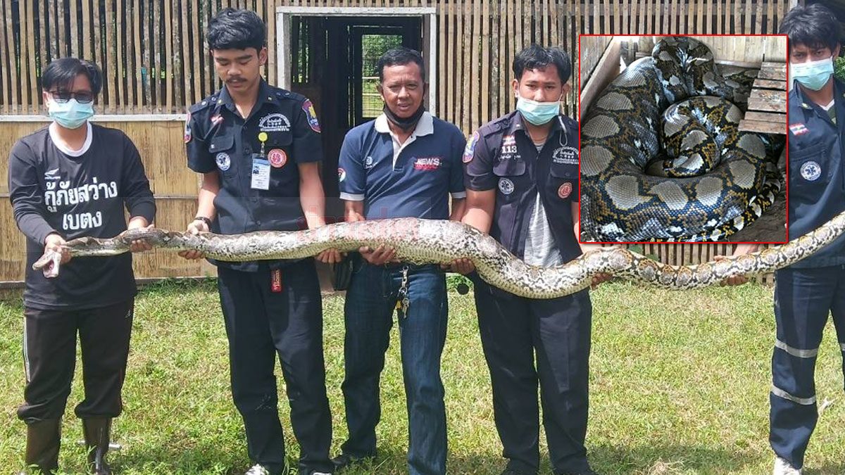 Eine große Pythonschlange besucht das Gefangenenlager in Yala