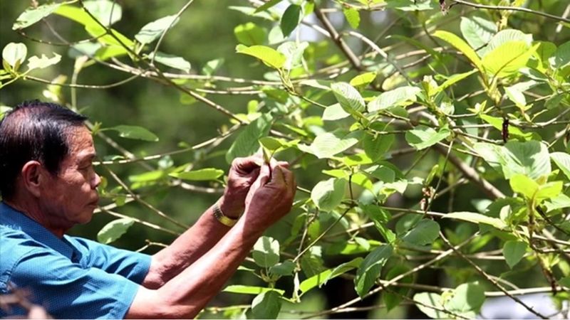 Die pflanzliche Droge Kratom ist jetzt in 135 Dörfern legal