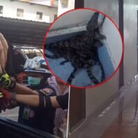 Thai hält sich acht Krokodile in einem gemieteten Zimmer