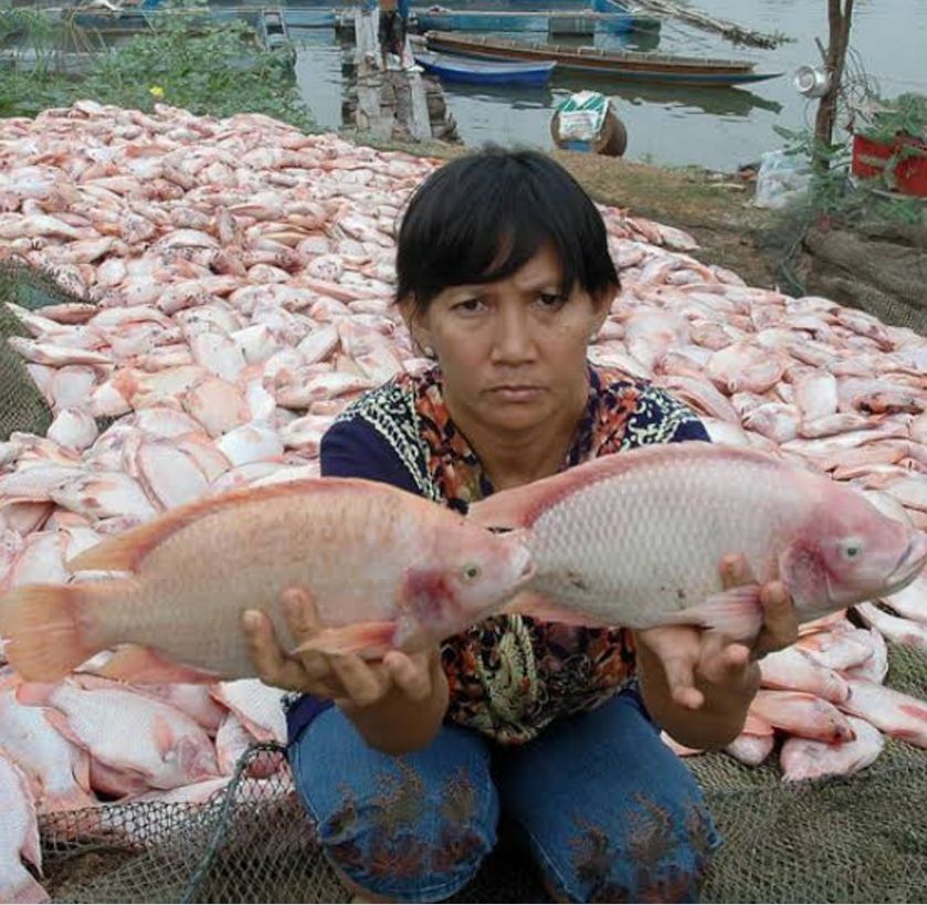 Massenfischsterben bringen die Landwirte in große Schwierigkeiten