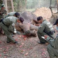 Verwundeter Elefant stirbt mit 40 Kugeln in einem Körper