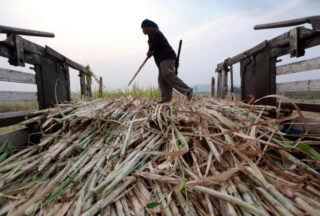 Vietnam erhebt 34 % Antidumpingsteuer auf Zuckerimporte aus Thailand