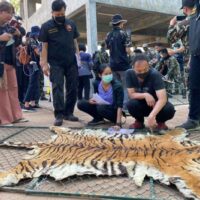 Wird der Tigerpark Mukda Suan Sua (Mukda Tiger Park & Farm) endgültig geschlossen?