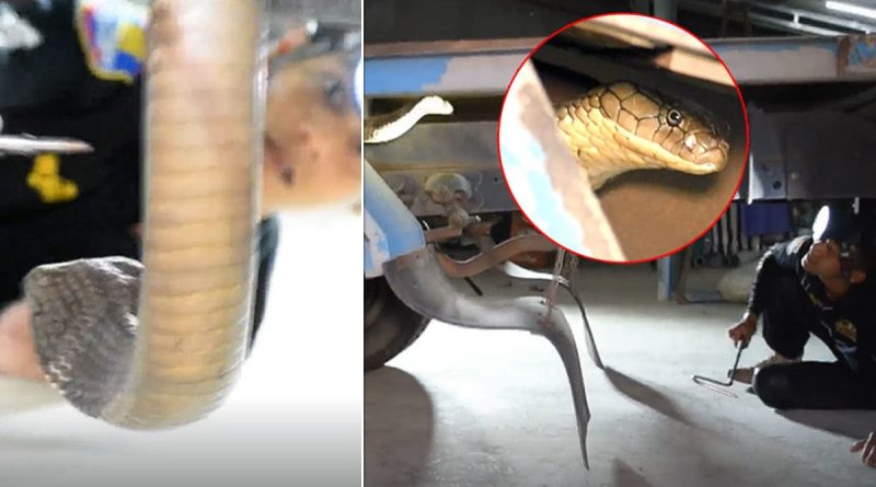 Kampf mit Königskobra die unter einem Sechsrad-LKW gefunden wurde