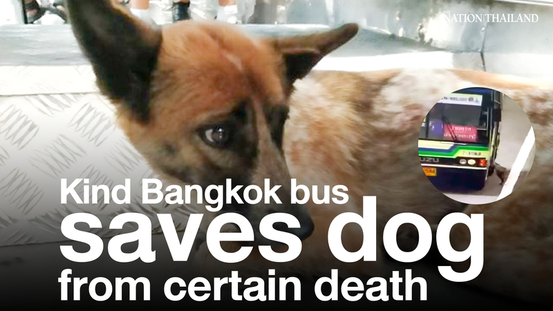 Ein freundlicher Busfahrer in Bangkok rettet einen Hund vor dem sicheren Tod