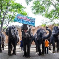 Der von Covid-19 betroffene Chon Buri Zoo verkauft 11 Elefanten