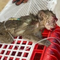 88 Makaken vor dem Handel als exotische Lebensmittel gerettet