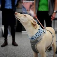 Studie zeigt, dass Hunde Covid-19 positive Ankünfte erkennen können