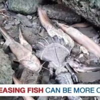 Warum das Freilassen von Fischen eher eine Sünde sein kann