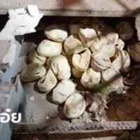 45 Pythonschlangeneier unter einem Haus gefunden