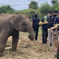 Beamte beschlagnahmen einen Elefanten aus dem Lager