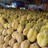 Exporteur, der gefälschte thailändische Durian nach China verkauft, in Chanthaburi festgenommen