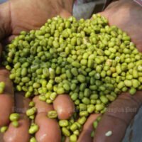 Ölgigant PTT investiert in Pflanzenprotein, um das Wachstum anzukurbeln