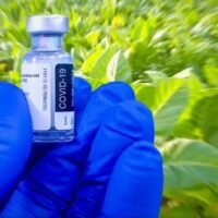 Ab September soll ein von einem thailändischen Startup entwickelter Impfstoff an Menschen getestet werden