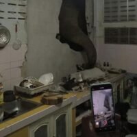 Wilder Elefant besucht die Familie Hua Hin erneut