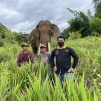 Elefant findet Mann, der 16 Tage lang im Wald vermisst wurde