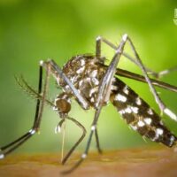 Bangkok kämpft jetzt auch noch mit einem Anstieg der Dengue Patienten