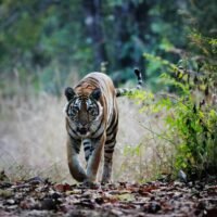 Thailands Tiger sind in Gefahr