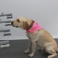 Der liebenswerteste und treueste Gefährte der Welt hilft Wissenschaftlern beim Screening auf Covid-19