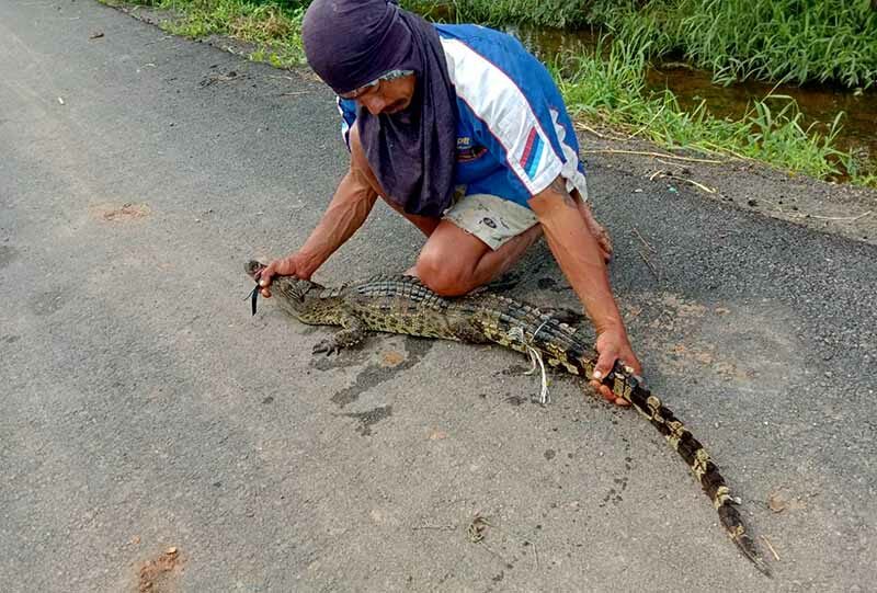 2 Krokodile streifen nach einer Flut in der Provinz Ratchaburi auf den Straßen umher_02