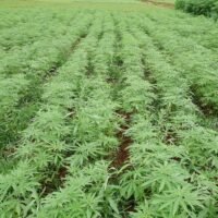 Hanf wird als neue Wirtschaftspflanze gefördert, um die heimische Wirtschaft anzukurbeln.