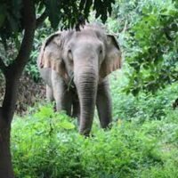 Sorge um Elefanten Angriffe in Chanthaburi