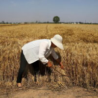 Die Weltnahrungsmittelpreise erreichten im Oktober ein neues 10 Jahres Hoch, sagt die FAO