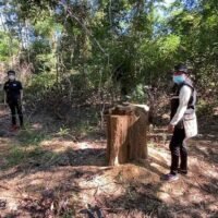 Ein Beamter der Tambon-Organisation Khaen Nua mit dem Stumpf eines gestohlenen Payung-Baumes auf einem Demonstrationsgelände im Distrikt Ban Phai, Provinz Khon Kaen.