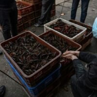 Ein Mann mit Gesichtsmaske bietet am 15. April 2020 auf dem Wuhan Baishazhou Market in Wuhan in der zentralen chinesischen Provinz Hubei Garnelen zum Verkauf an.