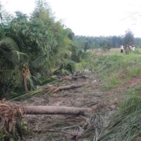 Einige der Kokospalmen wurden am Sonntagabend von einer Herde wilder Elefanten im Tambon Chorakhe Hin im Distrikt Khon Buri, Nakhon Ratchasima, abgerissen